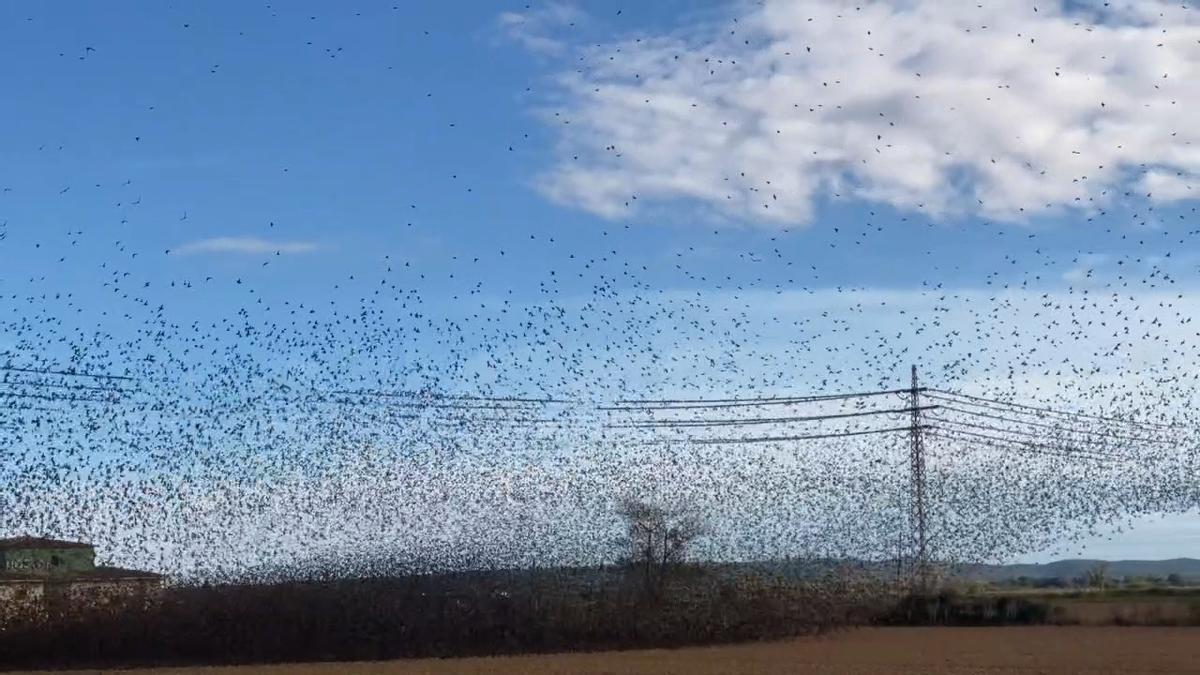 Vídeo | Milers d'estornells a Viladamat