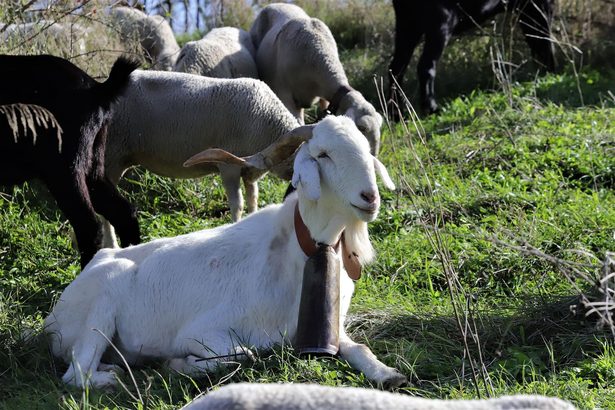 Trashumancia: Un rebaño de ovejas por la Calahorra