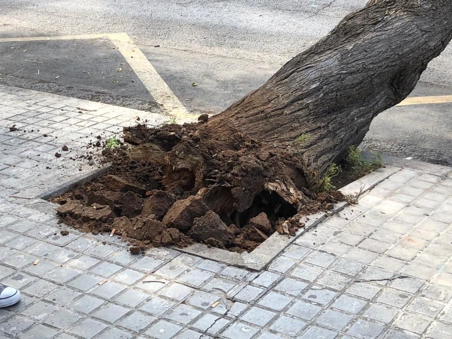 El árbol caído esta mañana en la avenida Antic Regne de València.