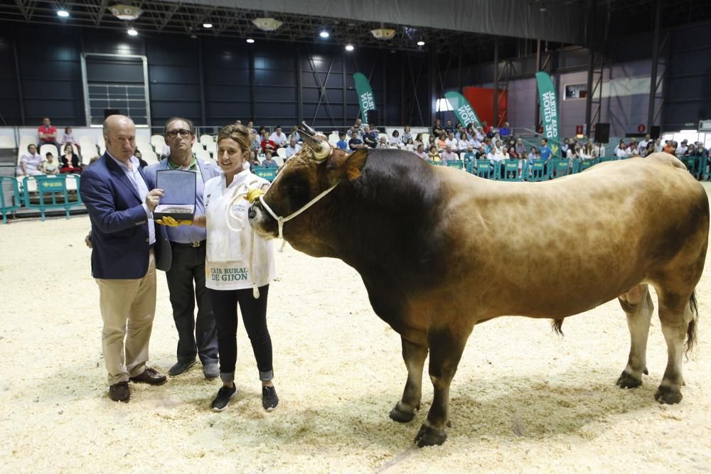 Feria ganadera de San Antonio