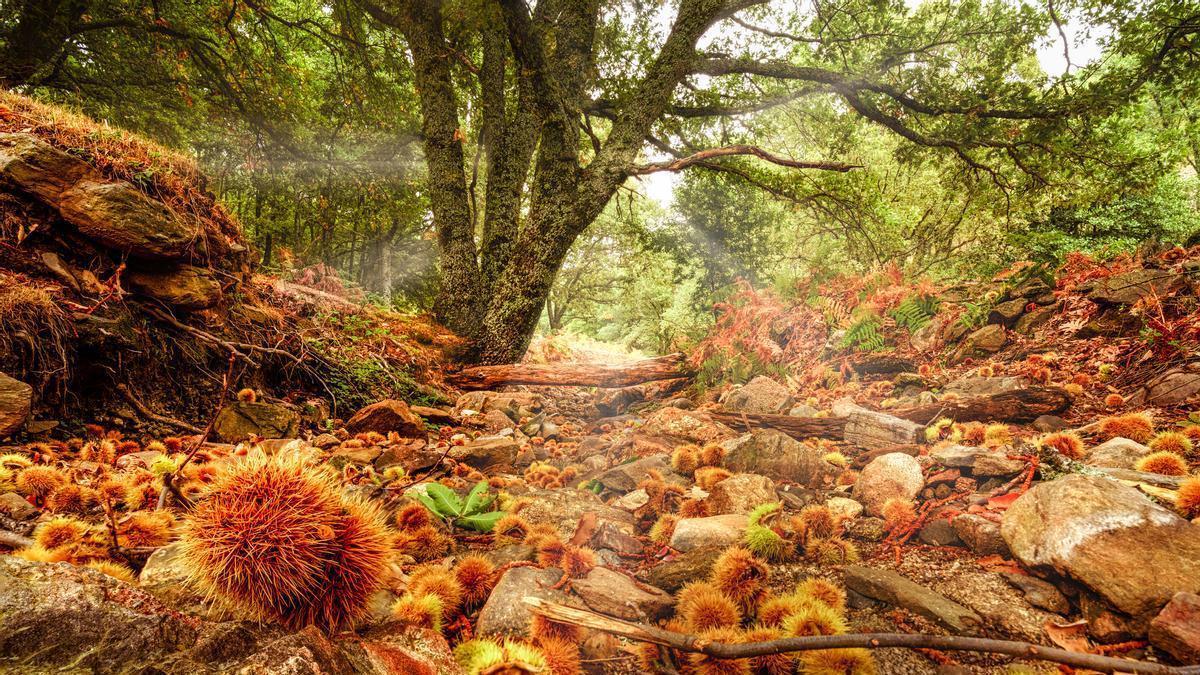 Ruta circular por el Castañar del Tiemblo durante el otoño, rodeada de riachuelos en la provincia de Ávila