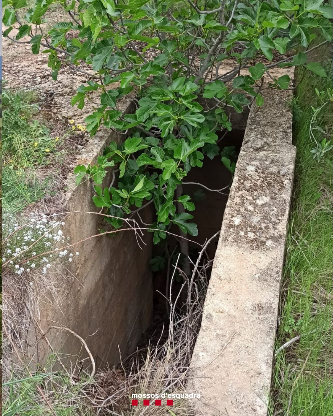 Descobreixen prop de 37 quilos de marihuana oculta en tres búnquers de Masarac