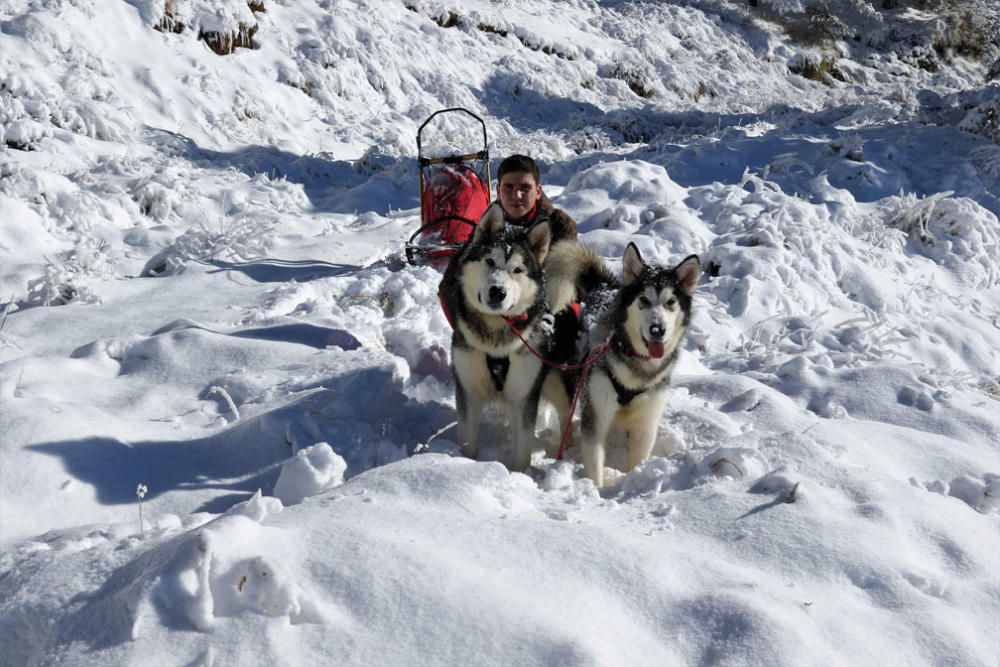 Manuel Calvo se prepara para participar en  el Campeonato de España de carreras de trineo con perros