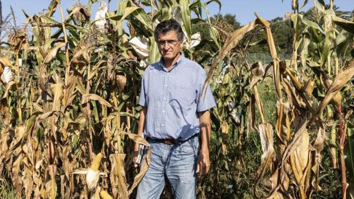 El biológo Pedro Revilla, practica selección genética tradicional del maíz en la Misión Biológica de Galicia en Pontevedra, en un proyecto internacional con 9 países.