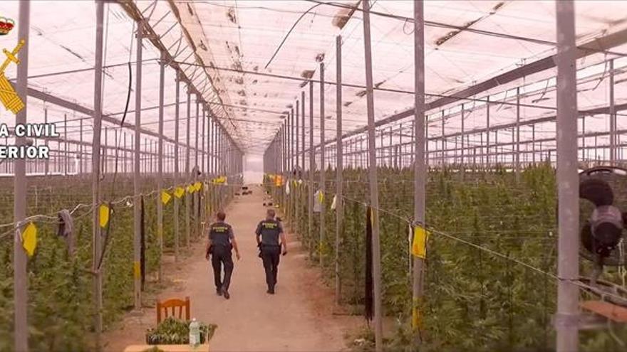 Intervenidas 41.500 plantas de marihuana en Almería