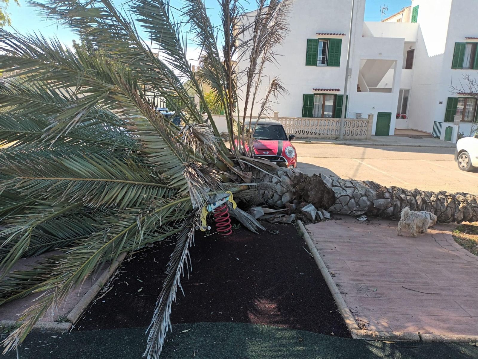 Una palmera se desploma en un parque infantil de Alcúdia sin causar víctimas