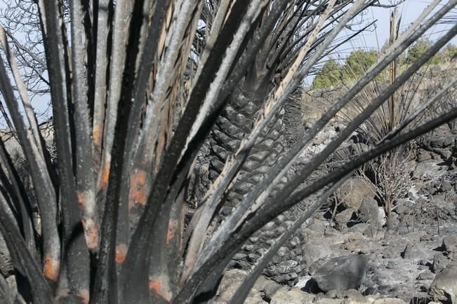 INCENDIO EN LA PALMA