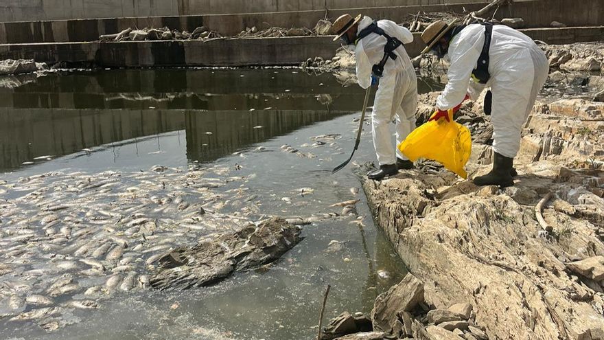 La retirada de las carpas muertas del embalse de Los Molinos se alargará una semana