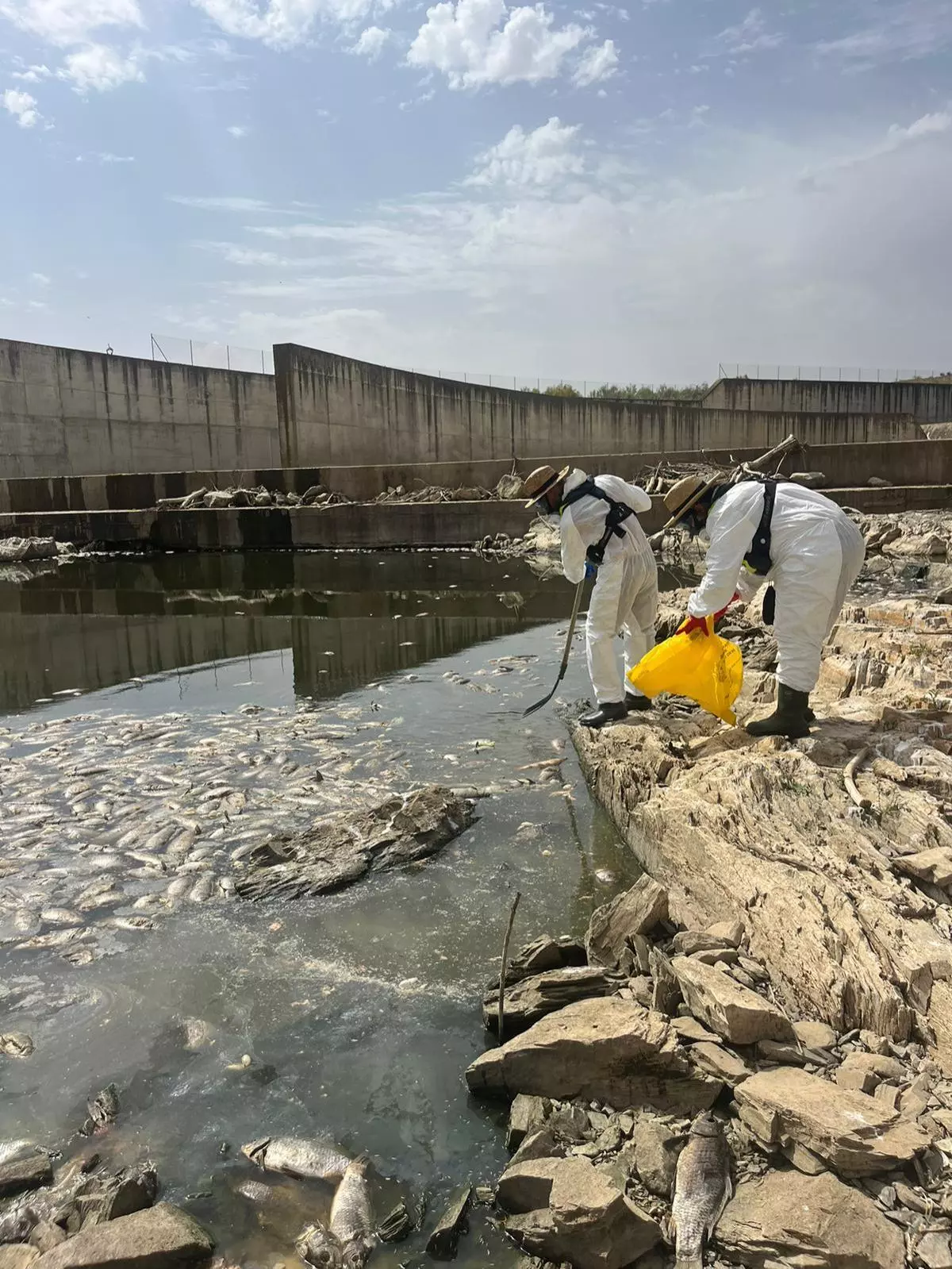La retirada de las carpas muertas del embalse de Los Molinos se alargará una semana