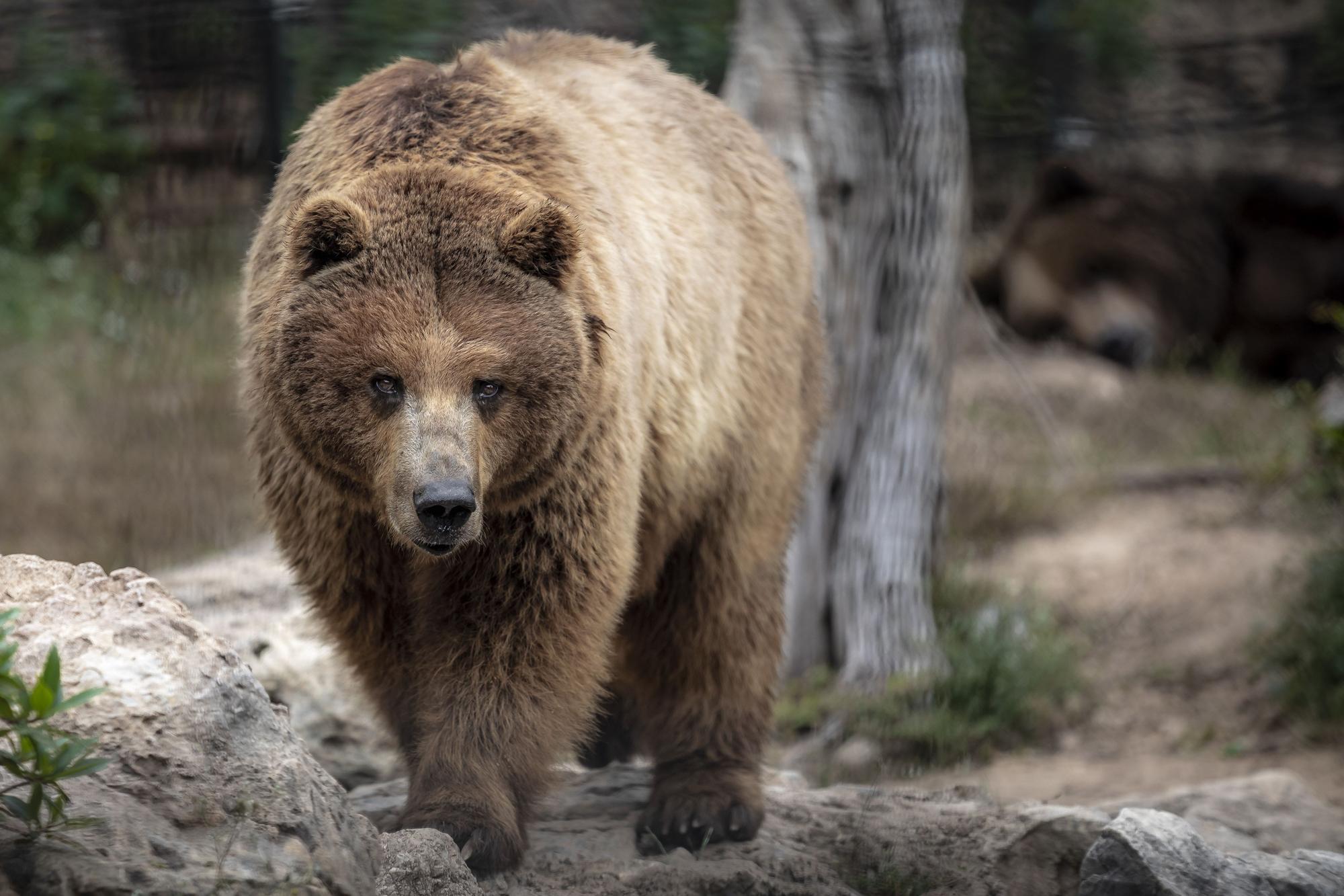 Los osos de Mallorca se reencuentran con su mamá humana