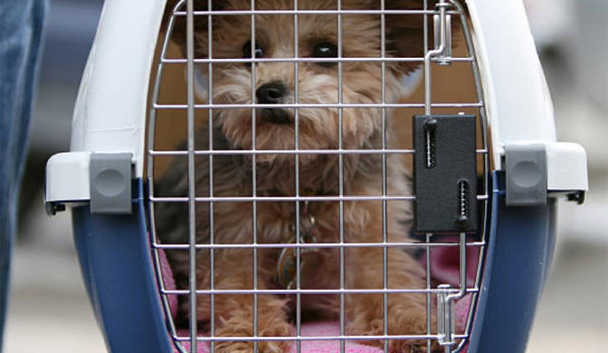 Las normas a cumplir para viajar con mascotas
