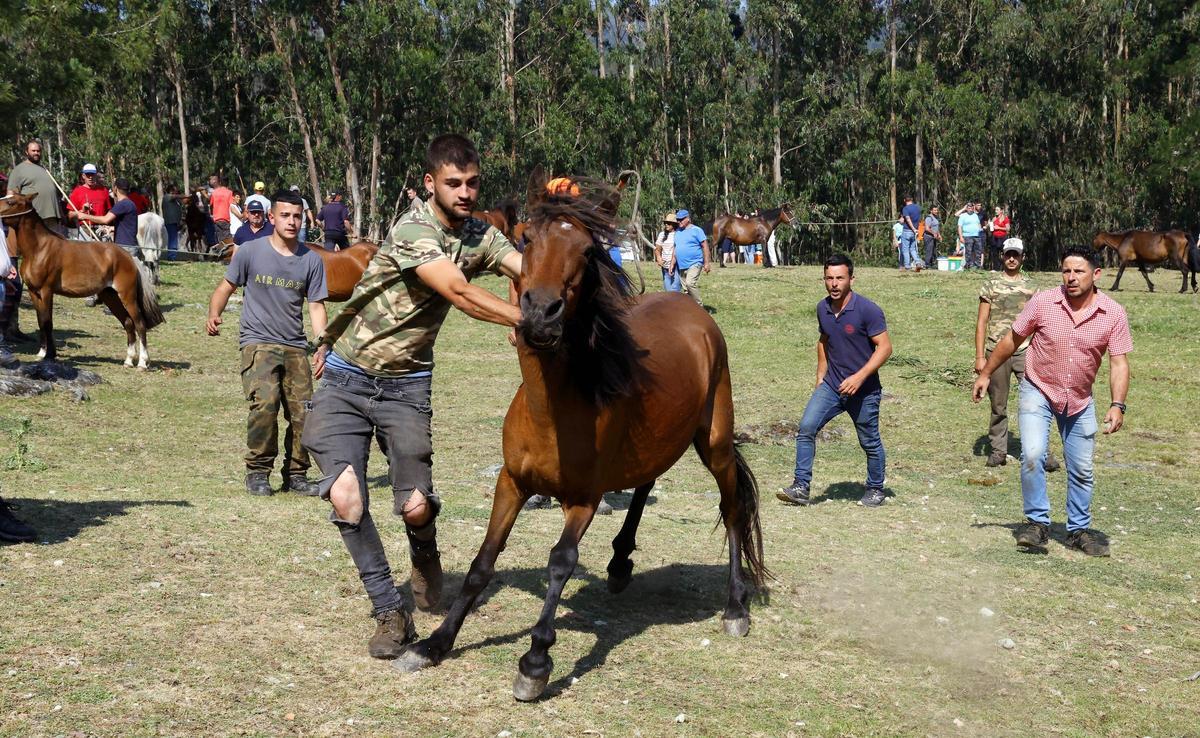 El curro de Mougás reúne a 550 caballos
