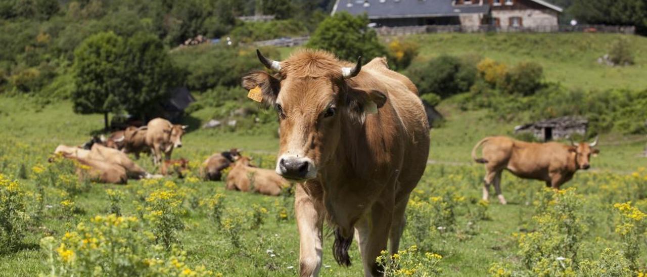 Una planta venenosa para el ganado, nunca vista en Asturias, invade Brañagallones