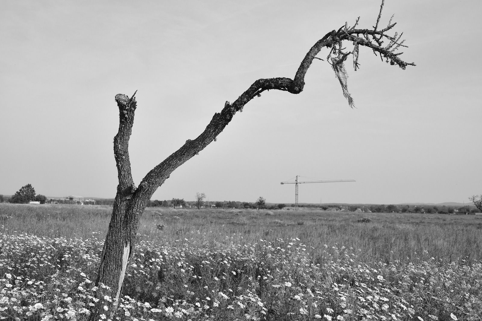 'Sacrificis', el "drama visual" de la pérdida del almendro