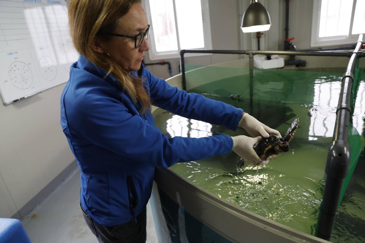 Las tortugas del Acuario de Gijón pegan el estirón