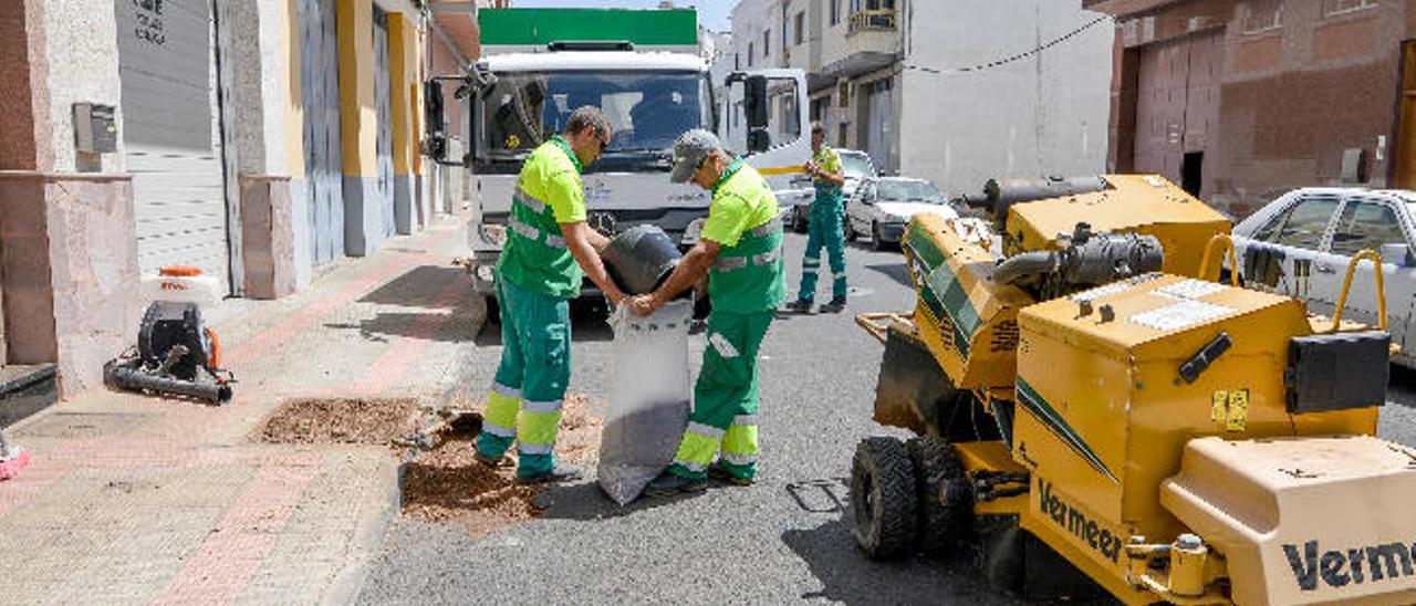 Los Amigos del Árbol ven una &quot;salvajada&quot; la tala de 95 ejemplares en La Galera