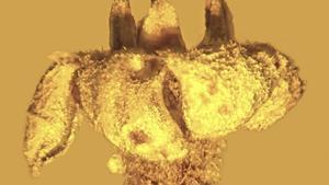 Trobada una flor de milions d'anys en un ambre desenterrat a la República Dominicana