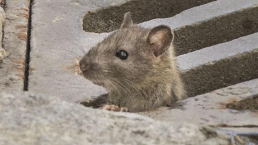 Residentes de San Frontis denuncian la presencia de ratas en el barrio