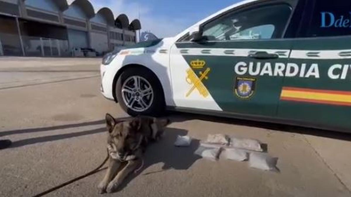 El perro antidroga de la Guardia Civil que halló la droga en la maleta del presunto traficante belga.