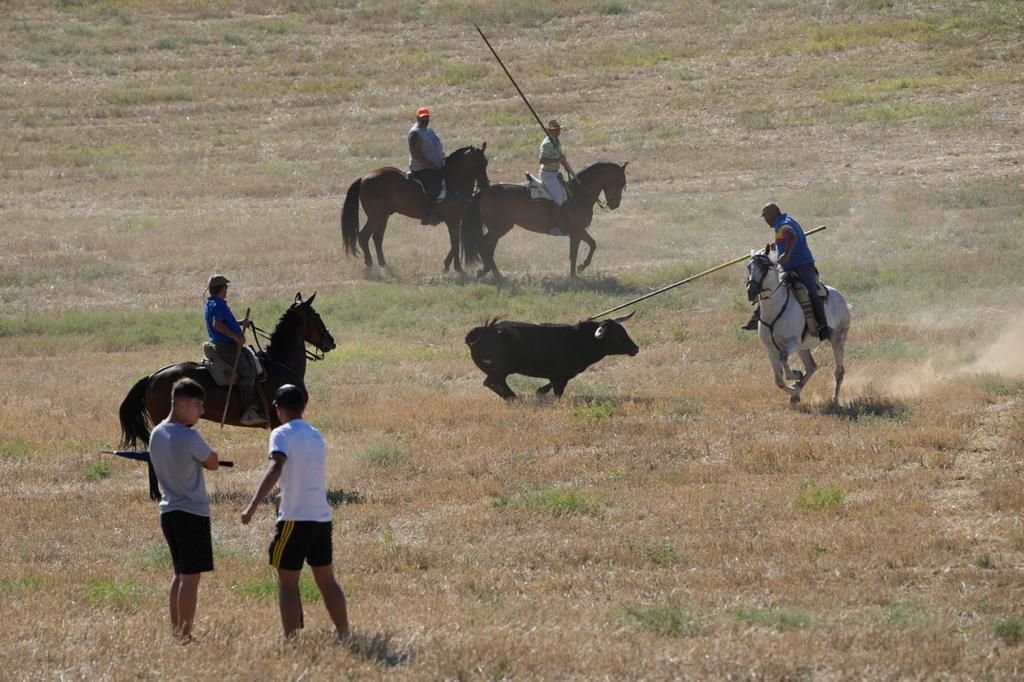 GALERÍA | Encierro campero en Coreses