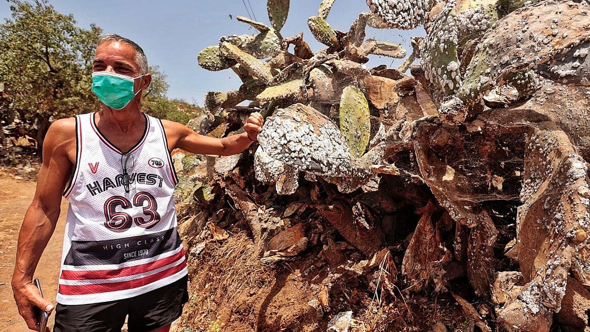 José Manuel González reside en la calle La Araña, en El Tablero–en el distrito Suroeste– con su madre de 98 años. «Debo tener las ventadas cerradas por el mal olor; imagínate la situación con el calor que hemos vivido estos días», precisa, mientras asegura que a diario recoge una media de dos bolsas de basura con las pencas.