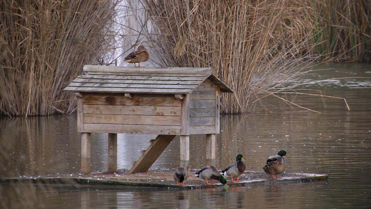 Patos en el parque de Miraflores en Sevilla (Archivo)