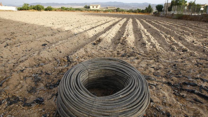 Los regantes calculan que los cultivos se reducirán a la mitad si en enero no llueve