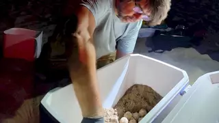 Una tortuga marina posa a El Puig el quart niu de la temporada