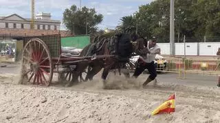 El Tiro y Arrastre fallero participa en un estudio de "atletas de élite"