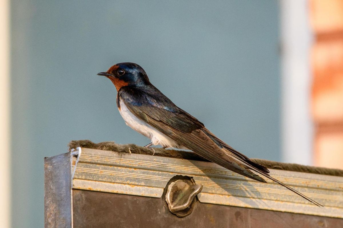 Imagen de archivo de una golondrina (Hirundo rustica).