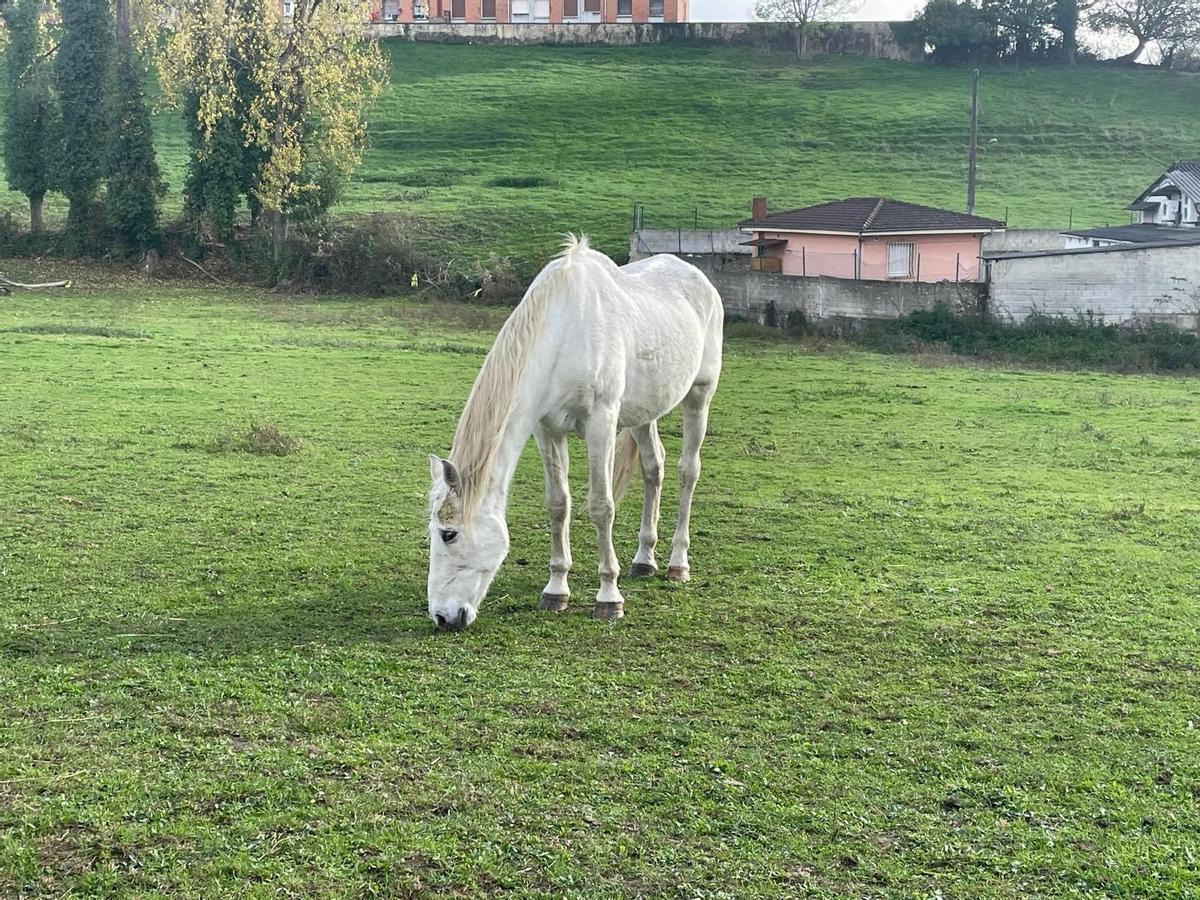 "Doce", en uno de los terrenos de la Asociación Ecuestre Caballoastur, en Noreña.