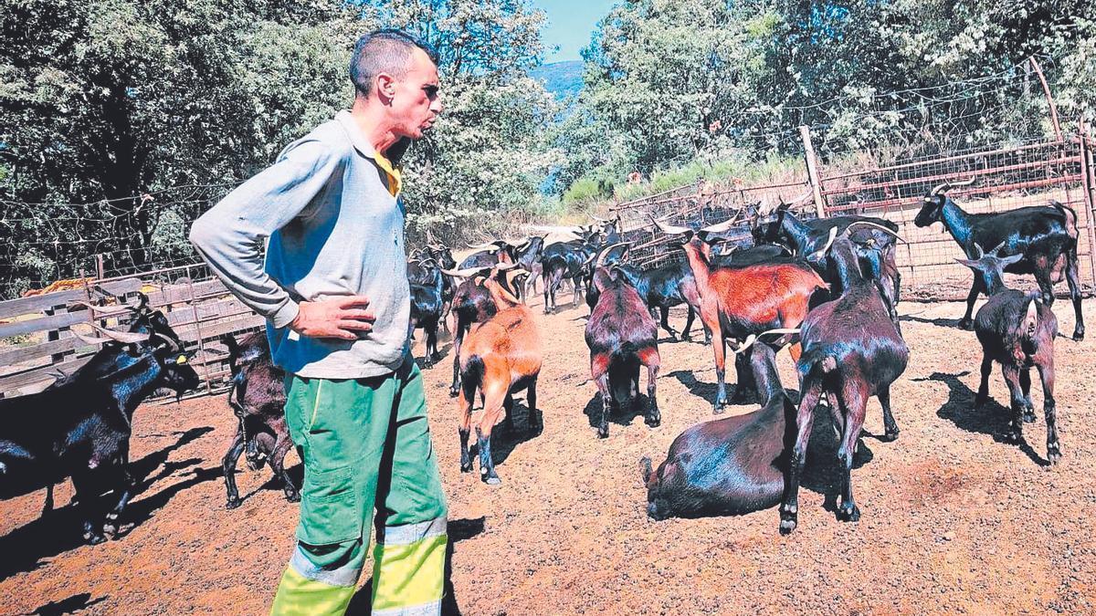Las cabras salvan el monte: la historia de un pastor contra el abandono rural