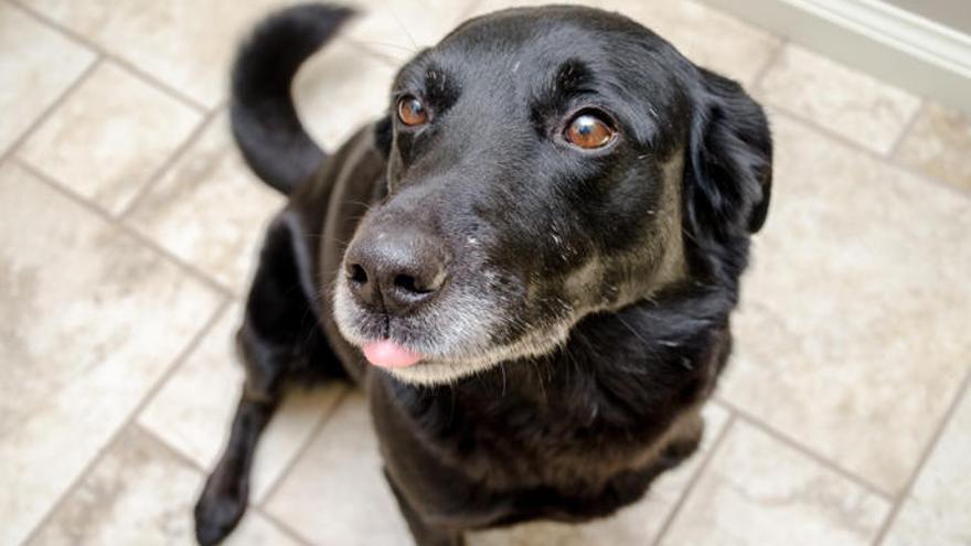 Muchos perros sufren la amputación de sus rabos.