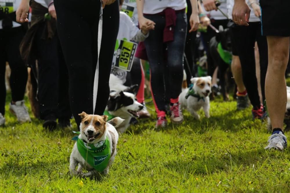 "Can We Run" reúne a más de 400 perros y corredores en el Parque Fluvial de Viesques, en Gijón.