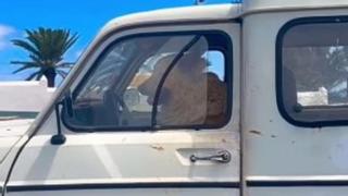 "¿Dónde vas?" Un perro al volante en Canarias se hace viral gracias a Petite Lorena y Alex Mercurio