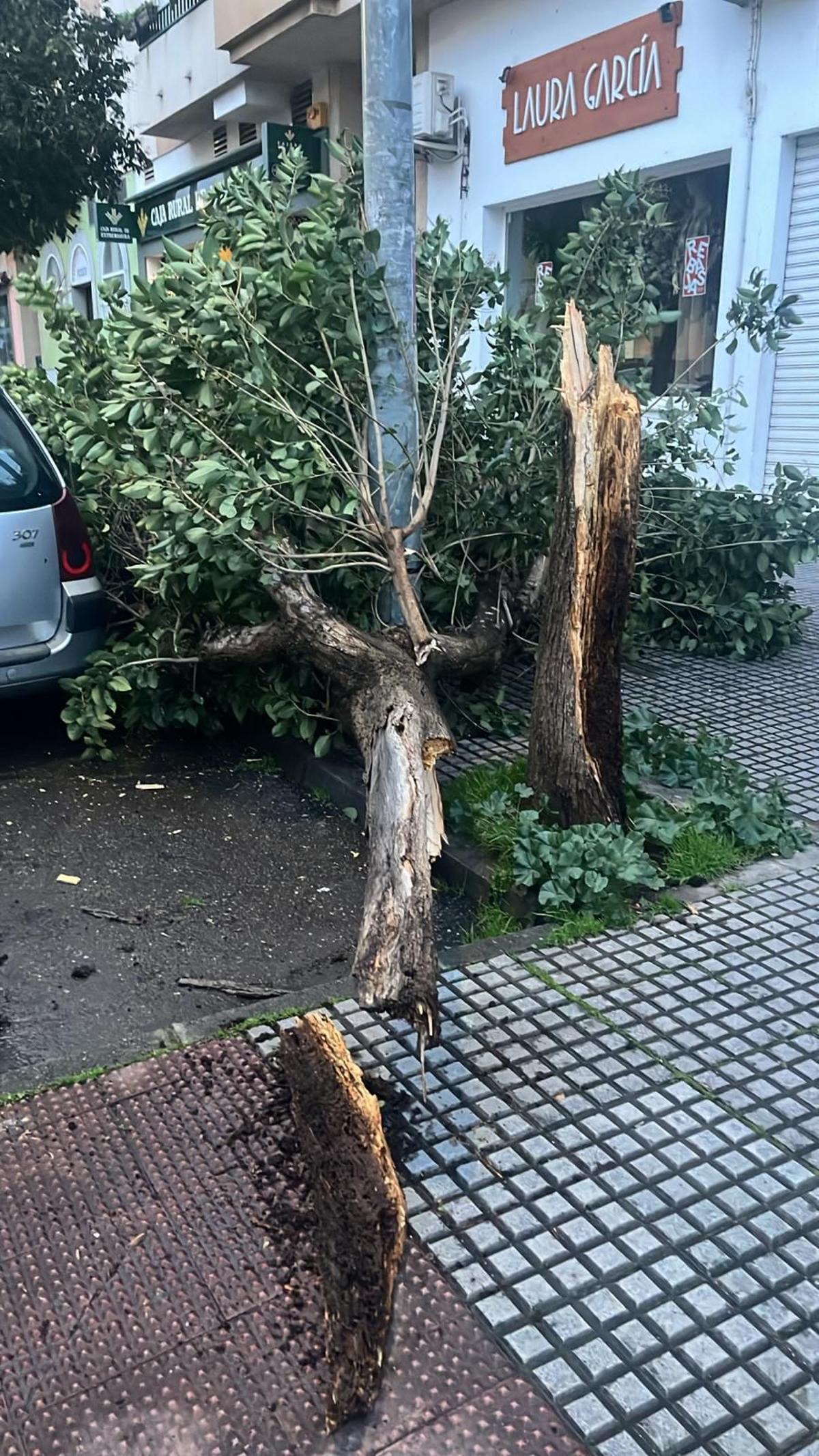 Daños causados por el vendaval.