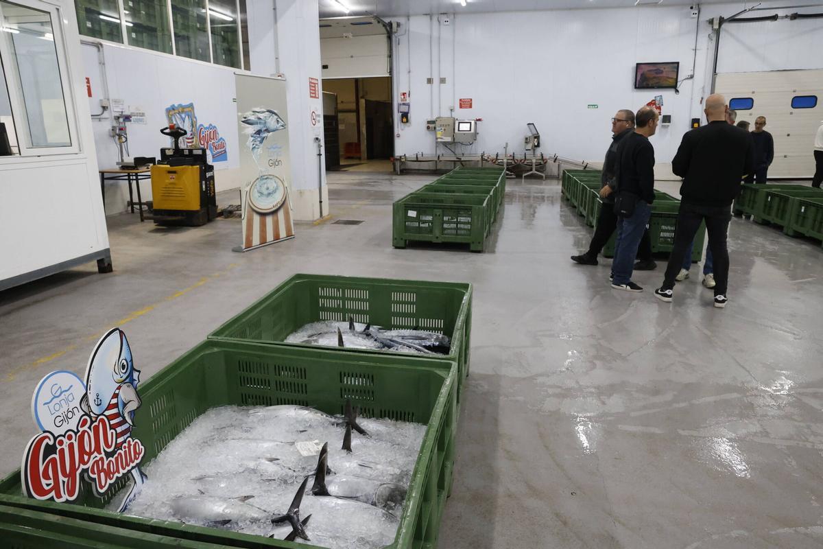 EN IMÁGENES: El primer bonito de la temporada ya está en Gijón: 2.217 kilos de "pescado del Cantábrico y de gran calidad"