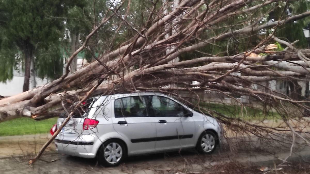 Coche afectado por la caida de un árbol en la barriada San Isidro de Bujalance.