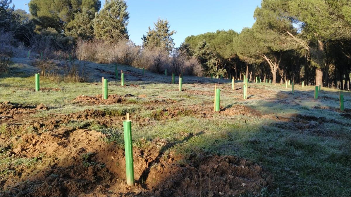 Resultados del plan Renaturaliza en el bosque de Valorio de Zamora: plantación de 4.400 árboles