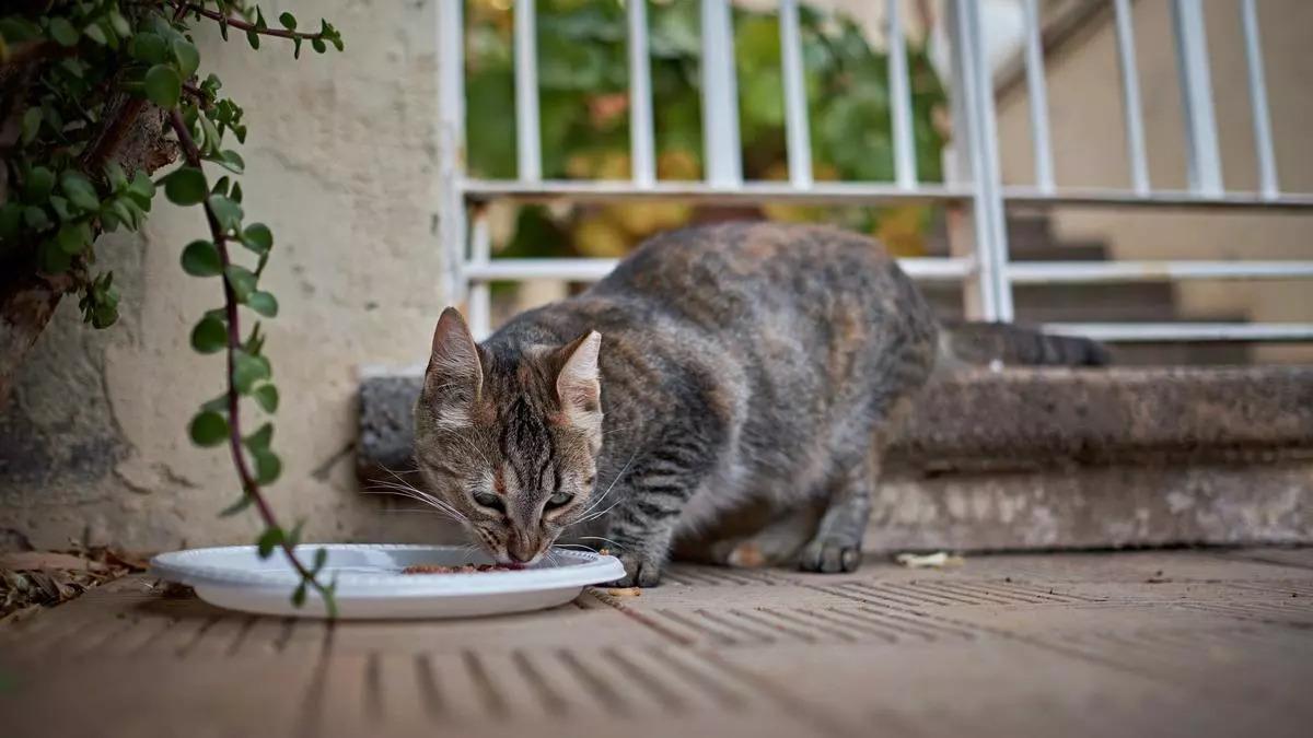 Un gato callejero en Santa Cruz.