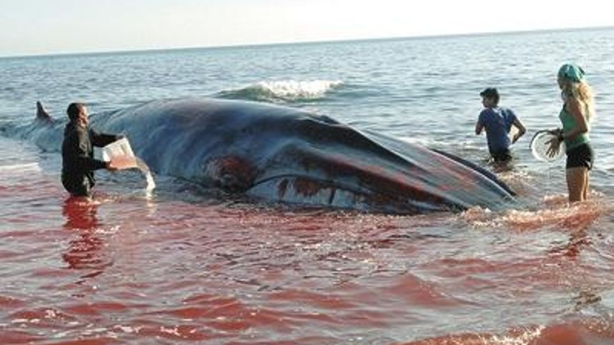 Expectación. Los vecinos se acercaron a ver a la ballena.