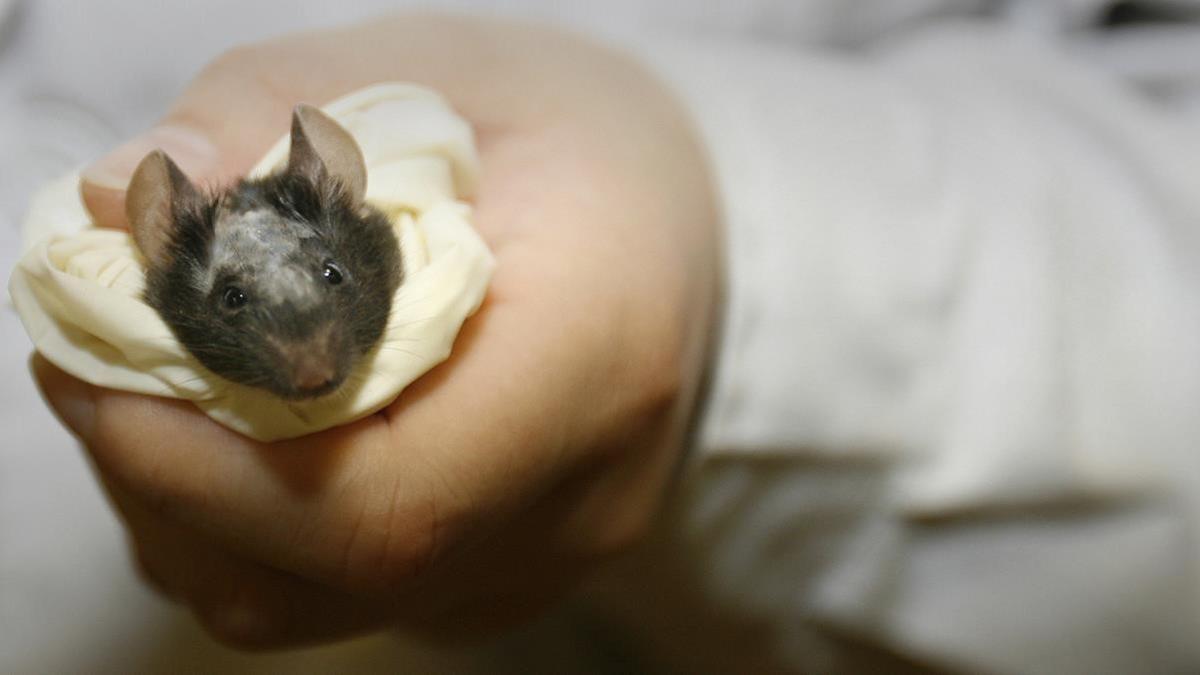 Uno de los ratones Beethoven sometidos a la terapia experimental contra la sordera congénita, en el Instituto Nacional de Ciencias Biológicas de Pekín.
