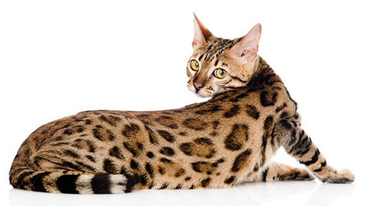 😼 Gato Bengalí 🐆 El único que igual a un felino salvaje