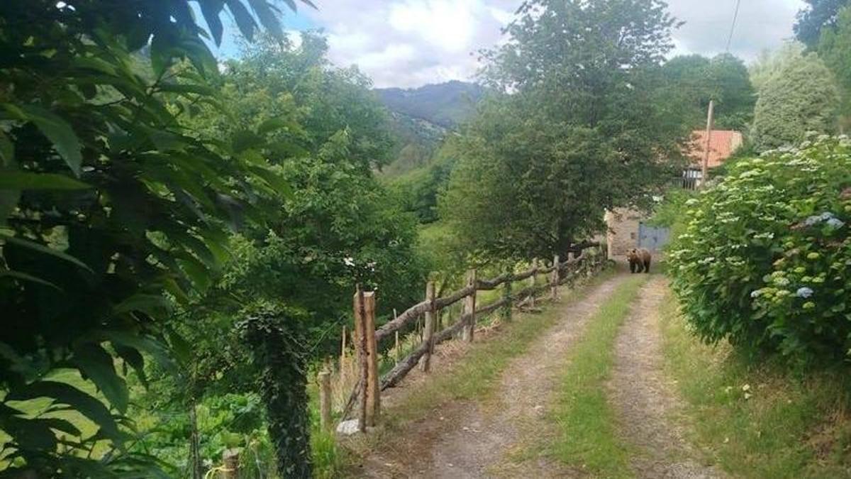 El oso ante la puerta de la casa de Trespando, en el concejo de Tineo.