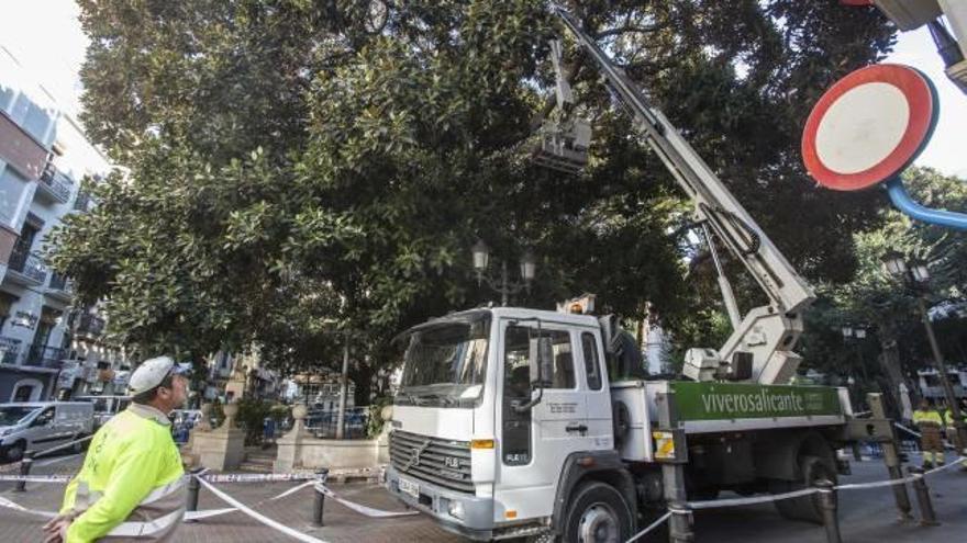 Los técnicos del Ayuntamiento revisaron ayer por la mañana los ficus de Gabriel Miró después de que la caída de una rama obligara a cerrar parcialmente la plaza.