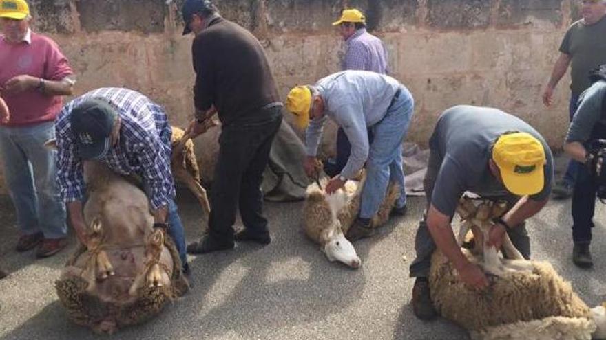 Tradicional Festa des Tondre