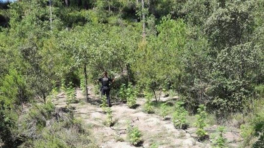 Una imatge de la plantació