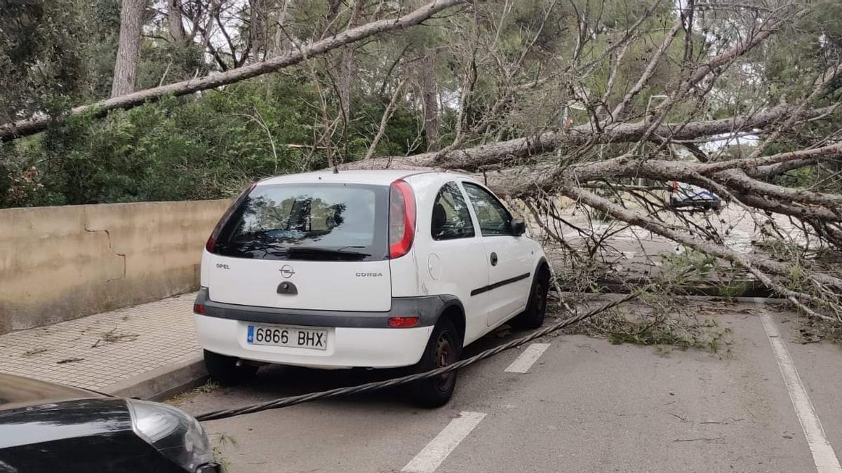 Árboles y tendido eléctrico caídos en Pòrtol.