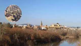 Este rincón junto al Guadalquivir, en Córdoba, esconde árboles de casi 300 millones de años y casi nadie lo conoce