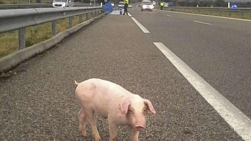 Uno de los lechones, en la calzada de la A-52 tras el siniestro. // FdV